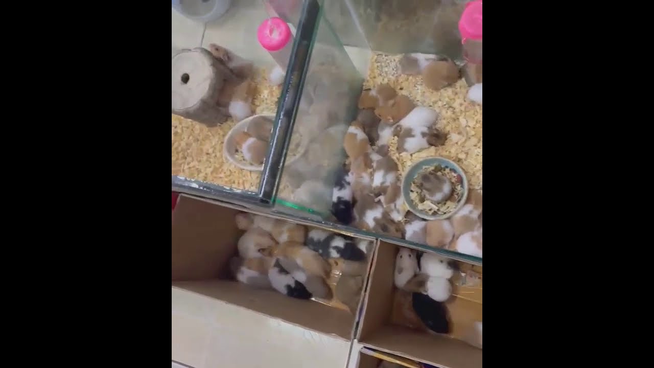 nơi bán chuột hamster ở tphcm New Địa chỉ những nơi bán chuột hamster ở tphcm
