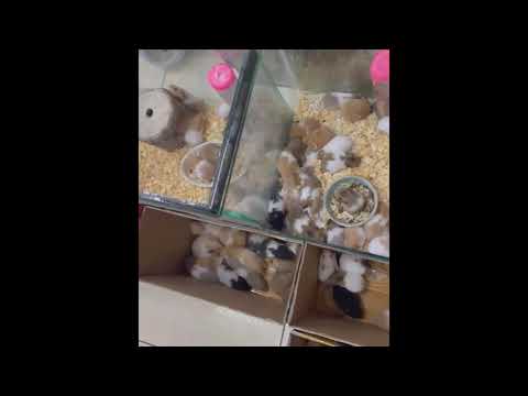 Địa chỉ những nơi bán chuột hamster ở tphcm