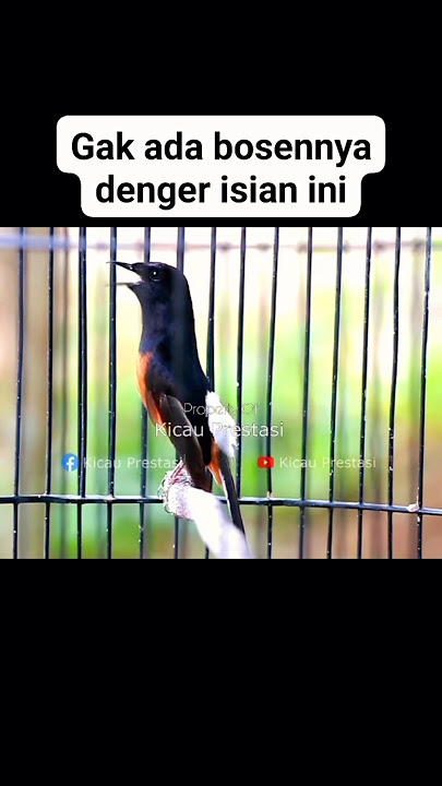 Murai batu gacor full isian tembakan