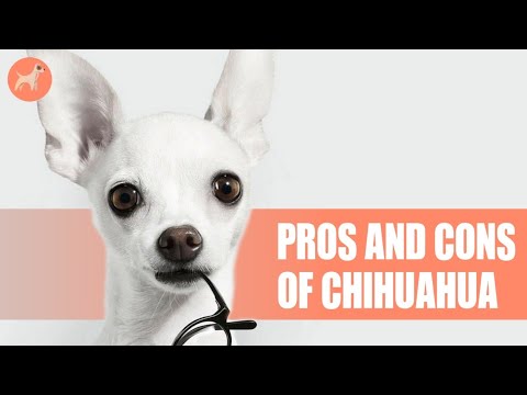 Chihuahua: Pros And Cons Of Ownership