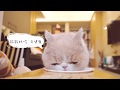 愛貝寵 貓咪離胺酸 2瓶優惠組(80g/瓶) product youtube thumbnail