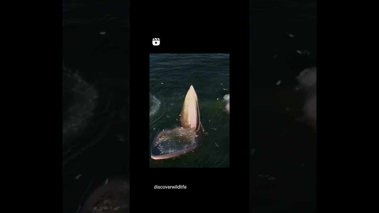 Παρακολούθηση Whale eating fish στο YouTube Παρακολούθηση Whale eating fish στο YouTube