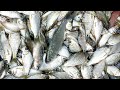 নদীতে রিং জালে অসাধারণ মাছ ধরা | Amazing Ring Net Fishing Full ভিদেও#fishing