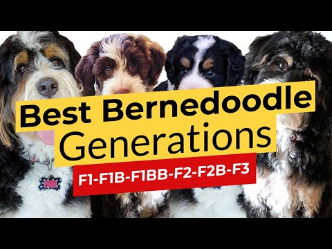 Video: 10 Kalung Anjing Terbaik Untuk Bernedoodles