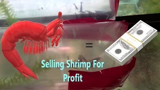 Selling Shrimp For Profit