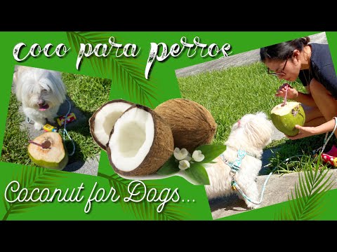 Video: Cómo su perro se beneficia de coco