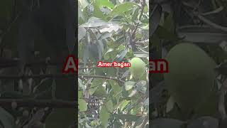 Amer Bagan Treeq