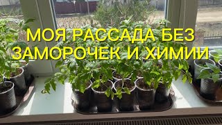 Дела огородные. Как растет моя рассада без заморочек и химии.🍅🫑🥬