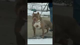 Pitbull Eyes Reaction