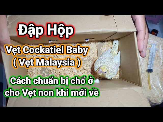 Một số điểm cần đặc biệt lưu ý khi cho vẹt Cockatiel sinh sản | Pet Mart