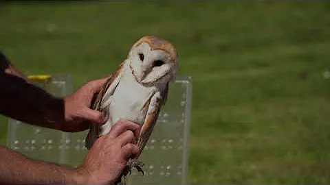 Ringing Barn Owls 2022