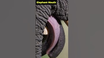 Elephant Mouth Anatomy Animation | Animals AI Art | 87
