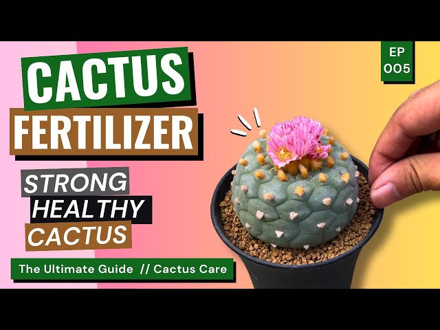 kalanchoe plant seeds Kalanchoe Gastonis Flower Seeds  Heirloom Non-GMO Seeds for Succulent and  Indoor Garden Planting