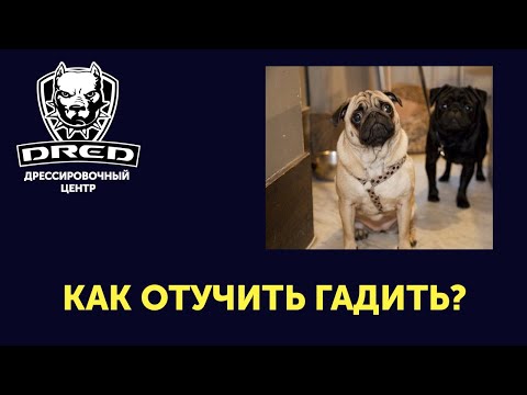 Собака не терпит | Как научить собаку ходить в туалет на улице | Почему собака гадит дома