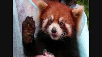 Song on Song Action: Kabuto The Python vs. Aceyalone