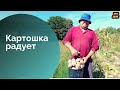 Картошка под мульчей 2021 г. Урожай порадовал!