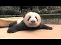 Yinyinyinthe cry of a baby panda