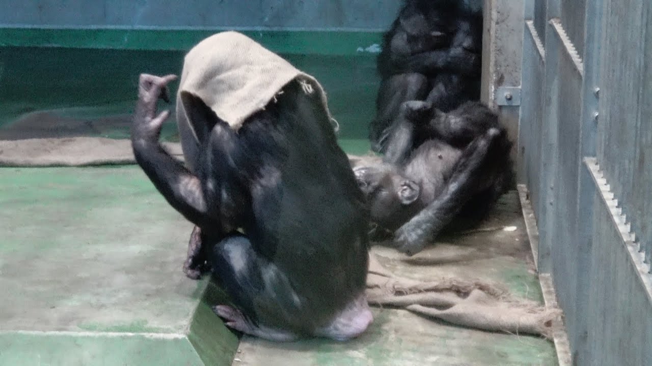 ①Morning, cheerful NINA's team! おはよう元気なニナちゃんチーム！Chimpanzee Asahiyama Zoo