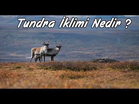 Video: Tundra ve orman-tundra bitki örtüsü