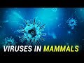 Mammals may host over 320,000 undiscovered viruses!