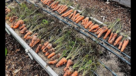Harvest Root Crops: Carrots, Parsnips, Beets & Potatoes