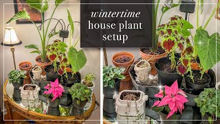 Newbie Winter Houseplant Setup | Bringing in Houseplants for the Winter | DIY Humidity Tray