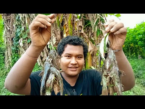 Mancing Ikan Keting Saat Air Keruh Langsung Dapat Banyak !!! | Umpan