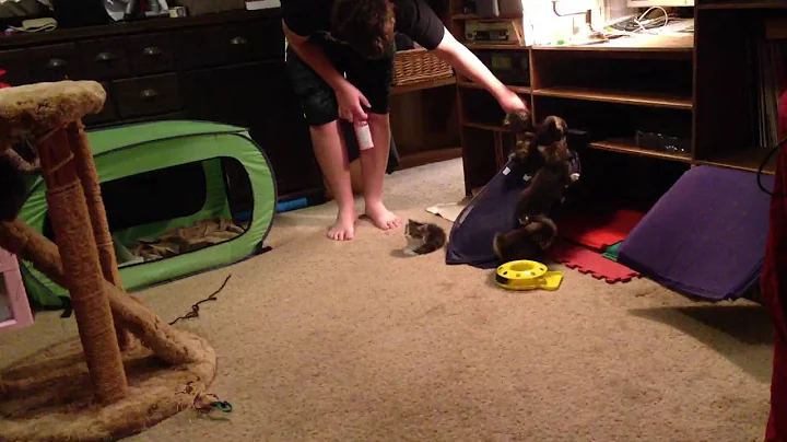 Video 1415691: russian siberian cat, hypoallergenic siberian cats, hypoallergenic siberian kittens, siberian cat breed