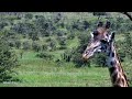 🔴 LIVE African Safari | 6 Maasai Mara Wildlife Cameras | Kenya 24/7