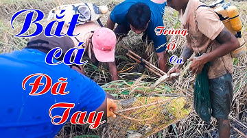 Xiệt Cá Rô Cá Lóc Mùa Gặt Lúa Được Bội Thu - Bắt Cá Miền Tây -  Chí Linh log #46