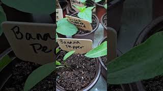 Transplanting Seedlings into larger containers