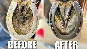 Satisfying Horse Hoof Restoration - 4K FARRIER ASMR