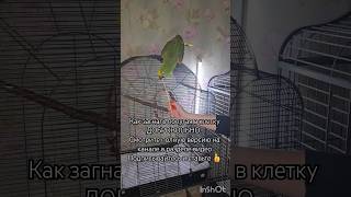 КАК ЗАГНАТЬ ПОПУГАЯ #агрессивныйпопугай #попугай #parrot #амазон #Дрессировка #кликертаргеттренинг