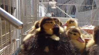 Five Little Ducks Nursery Rhyme