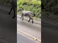 WASHINGTON: Ausgebüxte Zebras legen den Verkehr lahm! | WELT #shorts