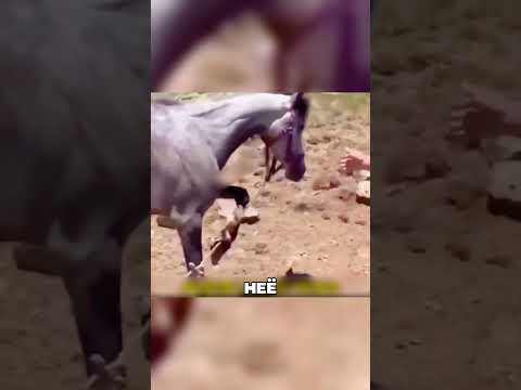 Добрые люди нашли лошадь в Дагестане 😇🏔🐴