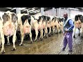 Best dairy farm ever in uganda  milking 1000 litres per day kashari farm resort