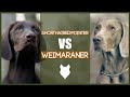 GERMAN SHORTHAIRED POINTER VS WEIMARANER