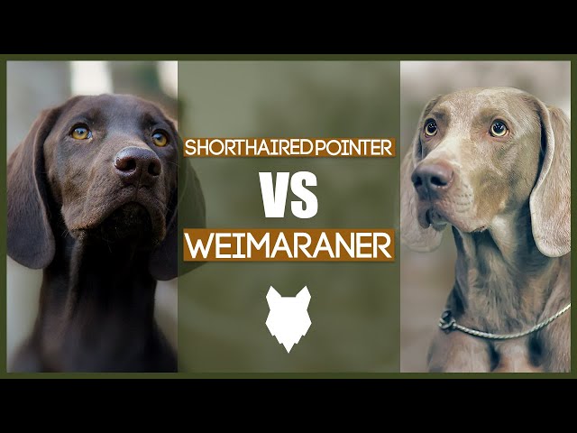 How to Decide If a German Shorthaired Pointer Is Right for You — Winifred  Wiggles