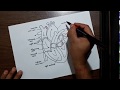 How to draw human heart