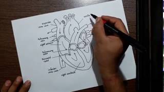 How to draw human heart