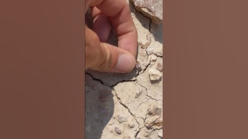 97 million year old shark tooth in Texas!