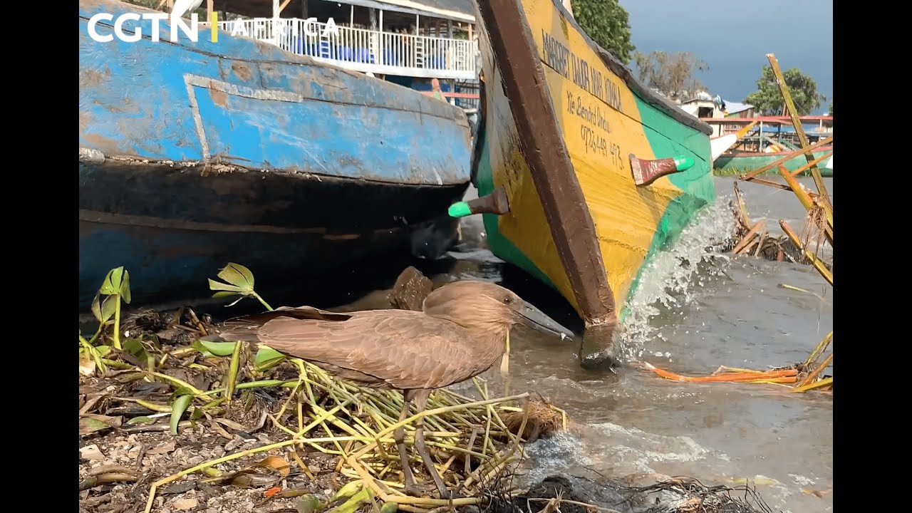 Kisumu’s fishmongers transform waste into wealth