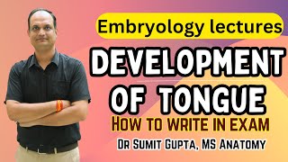 Development of tongue