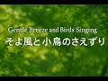 Gentle Breeze and Birds Singing|そよ風と小鳥のさえずりで癒される午後