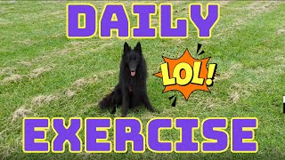 Belgian Shepherd Exercise Routine:  A day in the life of a Belgian Sheepdog owner ‍