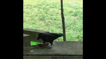Crows make tools from memory