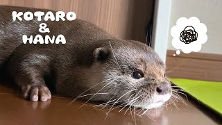 Otter Hana Surprise Attack While Kotaro is Sleeping