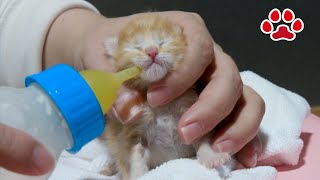 [Rescue Kitten Day 2] Kitten refuses milk to be pampered first.