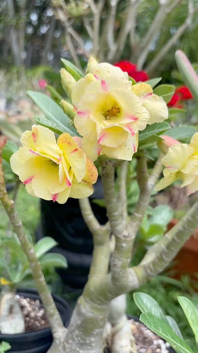 Rosas Del Desierto amarilla, con matices rosados.